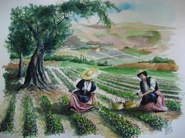 Cueillette de violettes